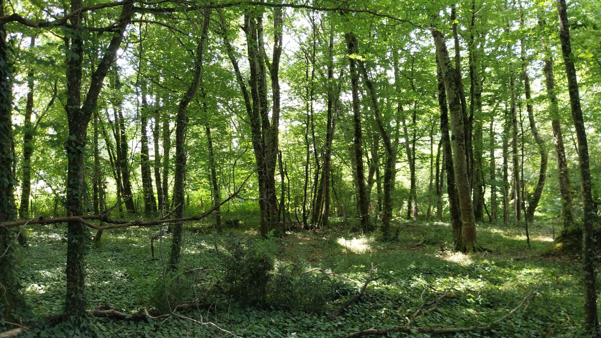Image description